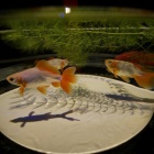 『LAOWA7.5mmF2による金魚　2019/11/23』の画像