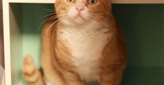 返したくない猫。