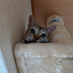 にゃんこ速報～修羅場・キチママ・生活まとめ～