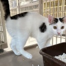 里親さんを待ってる猫たち(3/13)