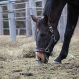 『食む』の画像