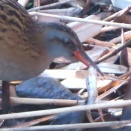 小魚を捕ったクイナを撮る🐟🪿（多々良沼公園）