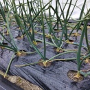 たまねぎに2回目の追肥　2/7