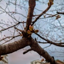 雨が降ってる桜開花の少し前