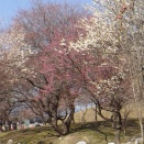 もこもこと　着こんだ上着が　邪魔になる　こんな陽気が　もうやってきた