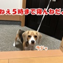 一か月前のそうめん