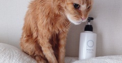 うちの猫に使ったシャンプー