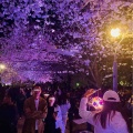 扇町の桜まつり🌸