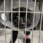 前立腺がんの夫とともに(一瞬「いま」を生きる)