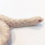 爬虫類クラブJ 横須賀店ブログ