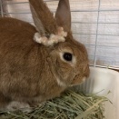 保護うさぎ・リルネちゃん