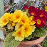 ءīΤۻԵĲİΩ䤹ˤ϶Ȥ30ߤɬפȤʤޤϤɼִԤ뤪Ǥ٤β