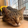 お手てないない