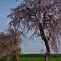 枝垂桜