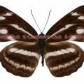 ホリシャミスジ♀ (台湾) Neptis taiwana taiwana
