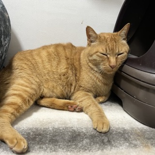 ねこかます