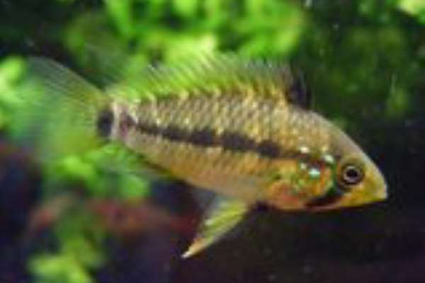 ｔａｍａｌｏｇ 熱帯魚