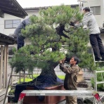 雨竹 盆栽 水石 便り