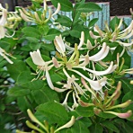 秋田野の花　道の花