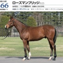 12/13 阪神 エリカ賞(1勝C)【コロナドブリッジ《4戦目》】