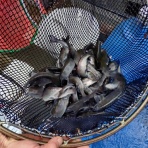 神流川－南甘漁業協同組合－事務局のブログ