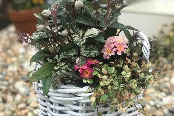 きの子のdiyガーデン 寄せ植え
