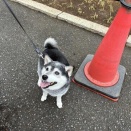 春雨の親子丼と傑作「ハムネット」と金子半之助