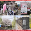 桜満開～京都伏見第20回桜まつり(3)＠桃山語り部の道／花前カレン