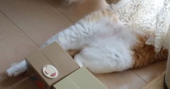のびのび猫。