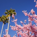 桜の先、三浦の海へ
