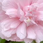 神崎みどり  OFFICIAL  BLOG