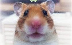 『🐹自己紹介でちゅ』の画像