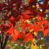 『安行紅葉巡り　－植物振興センター－』の画像