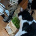 ３にゃん