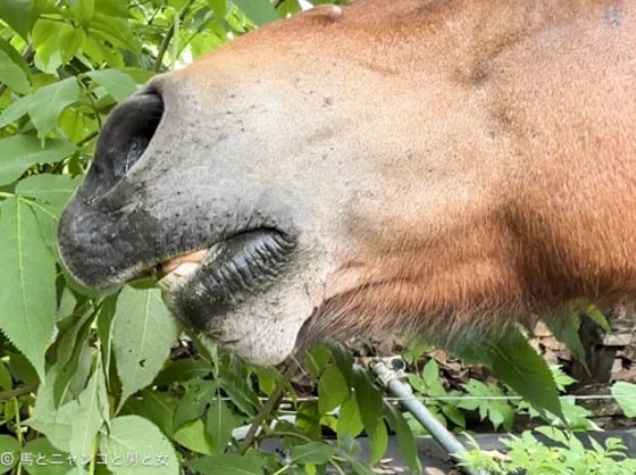 ヒクヒク
