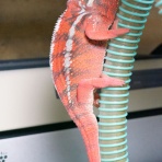 ゆめれおうん～夢麗追～