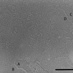 高分子-ミクロの世界-