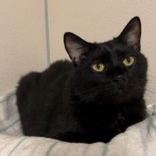 しまねこ simabossneko • Instagram photos and videos
