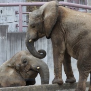 砥愛ちゃん！お姉ちゃんの頭は跨ぐもんじゃありません！