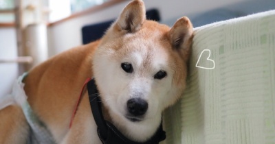 頼りになります♪