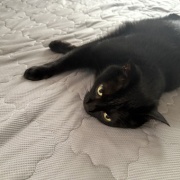 猫の足枕に成功した朝
