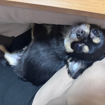 チワワ◆にこまるの面白すぎる座り方🤣