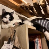 『Muddy Cat 定期便 9/1〜9/6』の画像