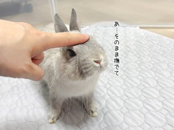 うさぎのルリ(3/17追記)