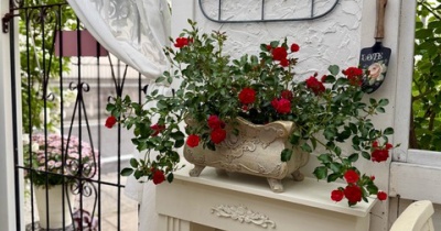 ＊小庭でのカーペットローズの仕立て方を考えてみた