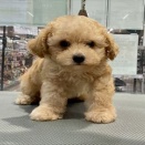 きょうのわんこ