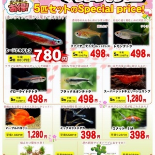 SONOアクアプランツファーム水草･海藻情報局