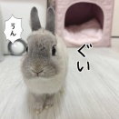 うさぎのルリ(3/2追記)