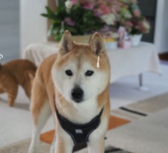 今日はあっさり♪