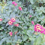 open_heart_shinkoのblog